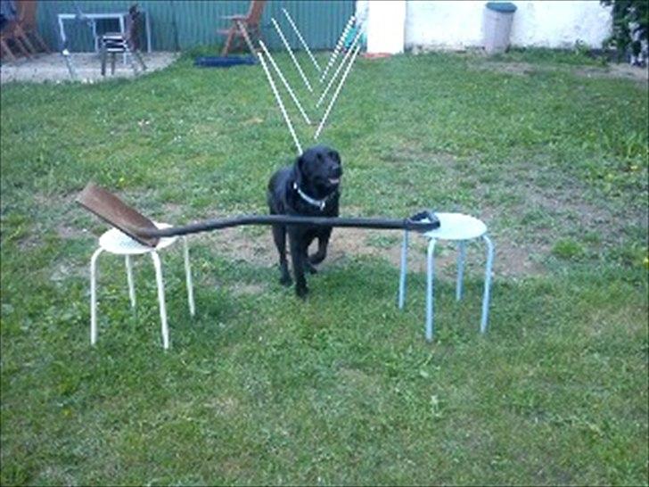 Labrador retriever mille - spriiiiing... billede 10