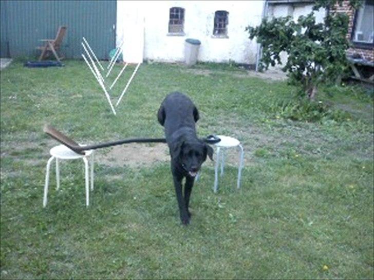 Labrador retriever mille billede 11