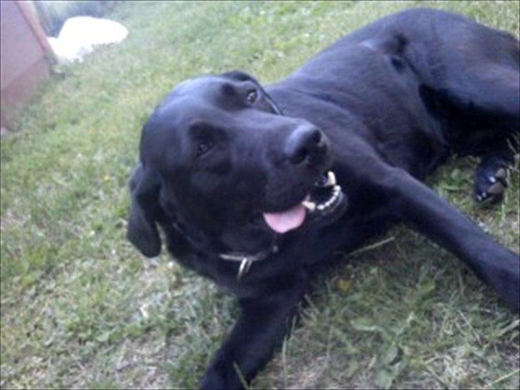 Labrador retriever mille billede 12