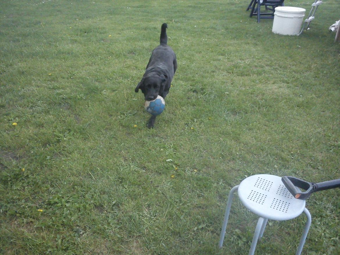 Labrador retriever mille billede 13