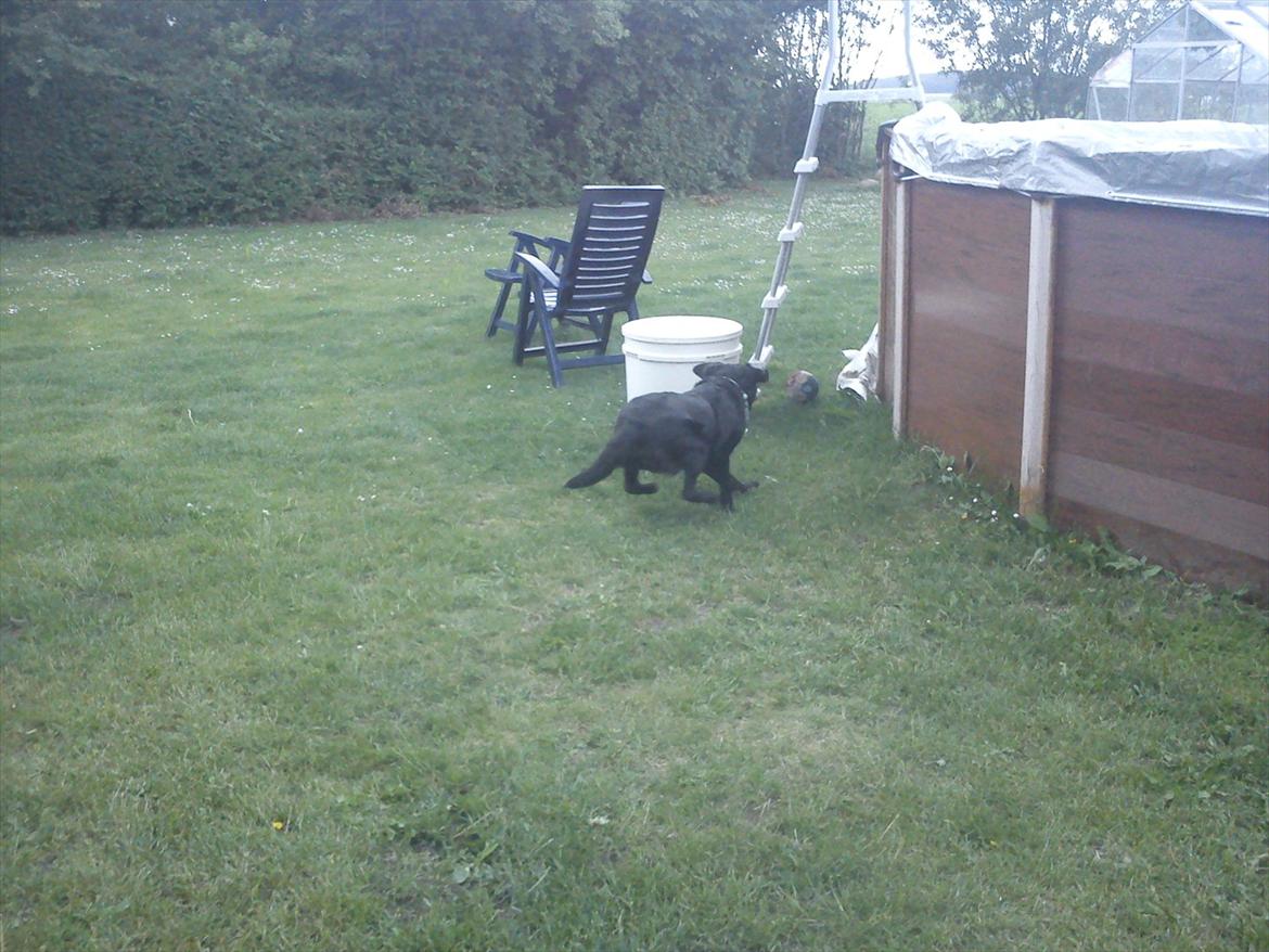 Labrador retriever mille billede 14