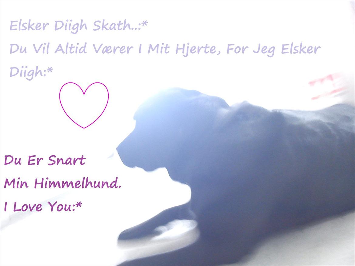 Labrador retriever mille billede 15