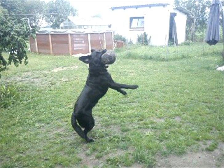 Labrador retriever mille billede 16