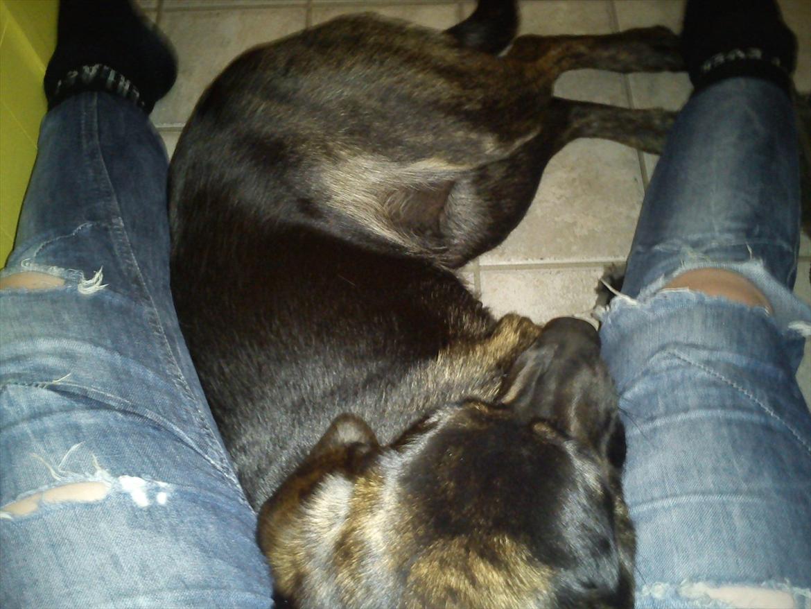 Blanding af racer dooley billede 4