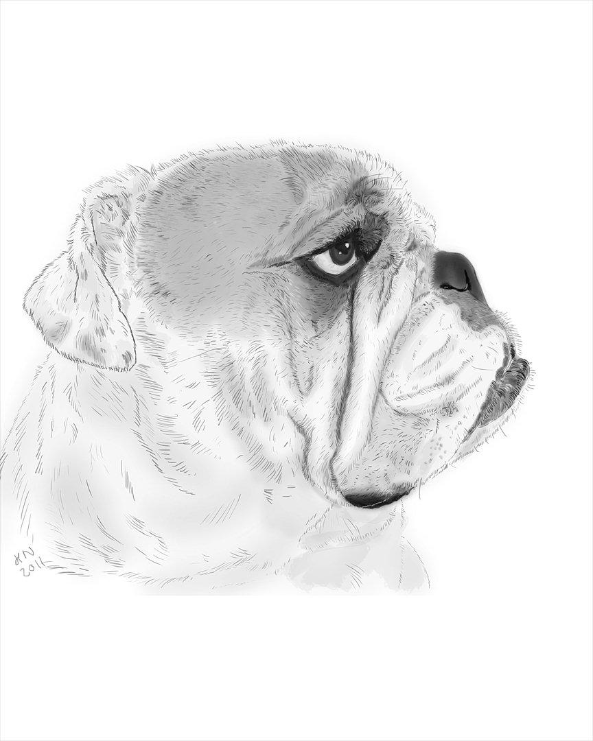 Engelsk bulldog Mugge R.I.P  D.6/6-2016 - Dette billede er tegnet  af Hanne
 billede 12