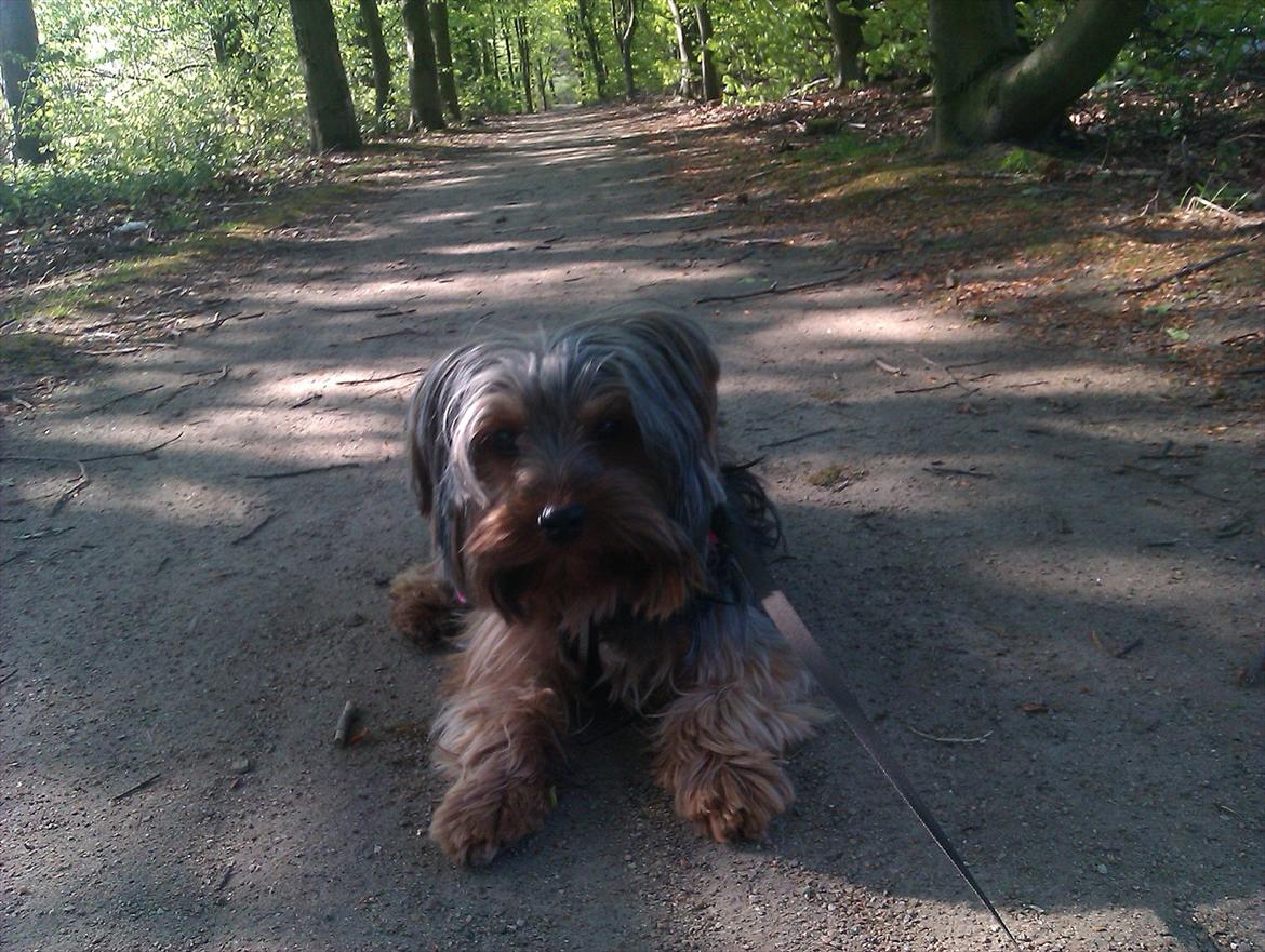 Yorkshire terrier Bobbi<3 - hygge<3 er lige ude at gå en tur i skoven:D billede 5