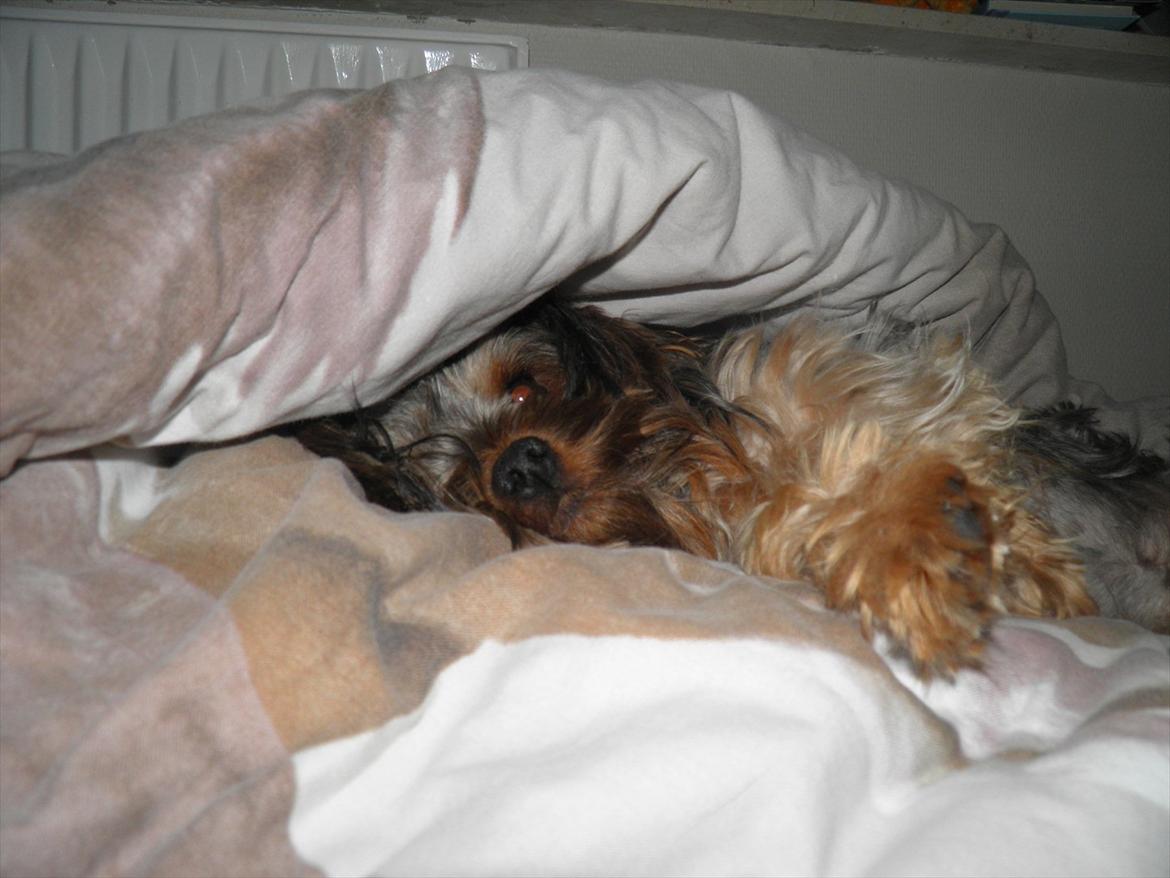 Yorkshire terrier Bobbi<3 - <3 han putter under min dyne <3 billede 3