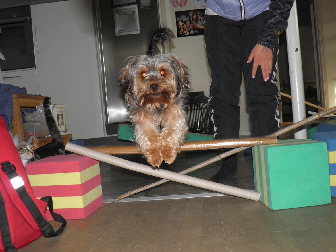 Yorkshire terrier Bobbi<3 - se hvor jeg kan!!:D<3 billede 7