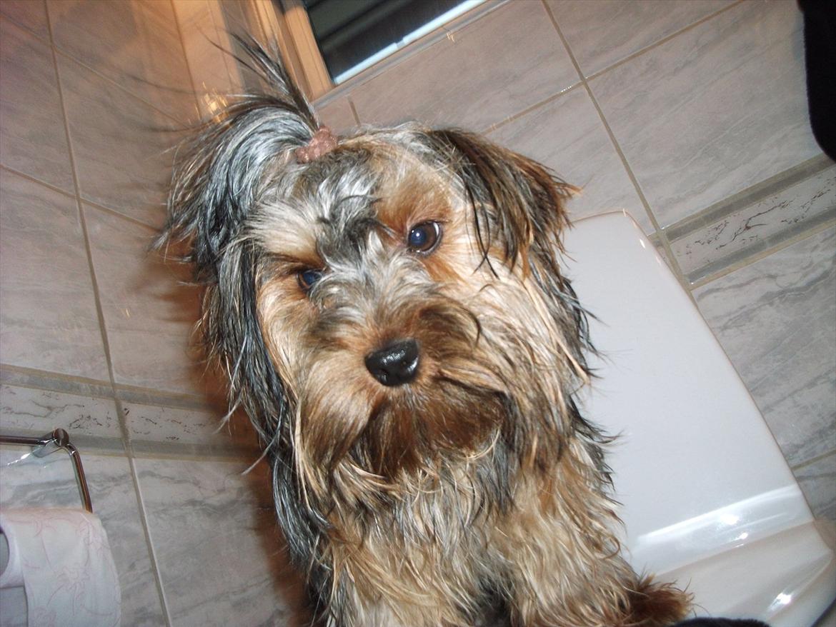 Yorkshire terrier Bobbi<3 - hi hi <3 smukke bobbi<3 billede 8