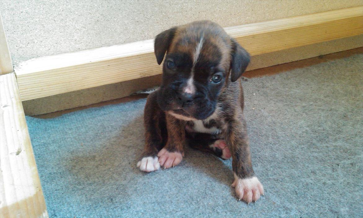 Boxer Diego billede 1