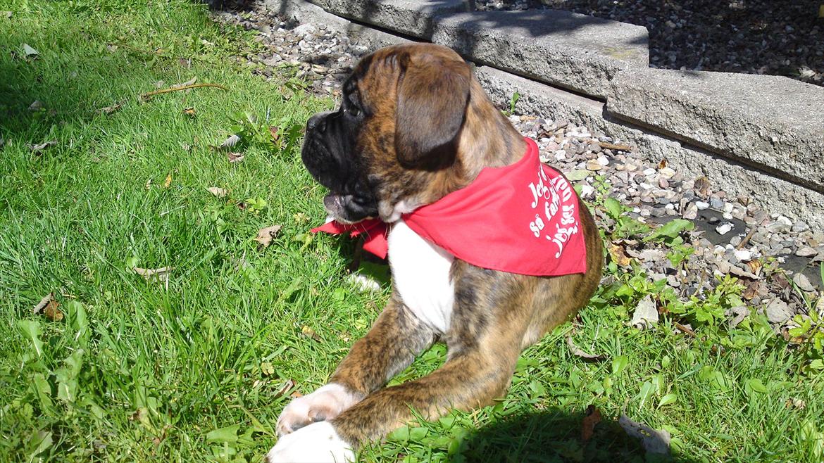 Boxer Diego billede 6