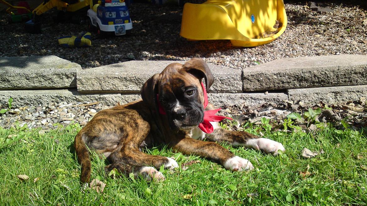 Boxer Diego billede 3