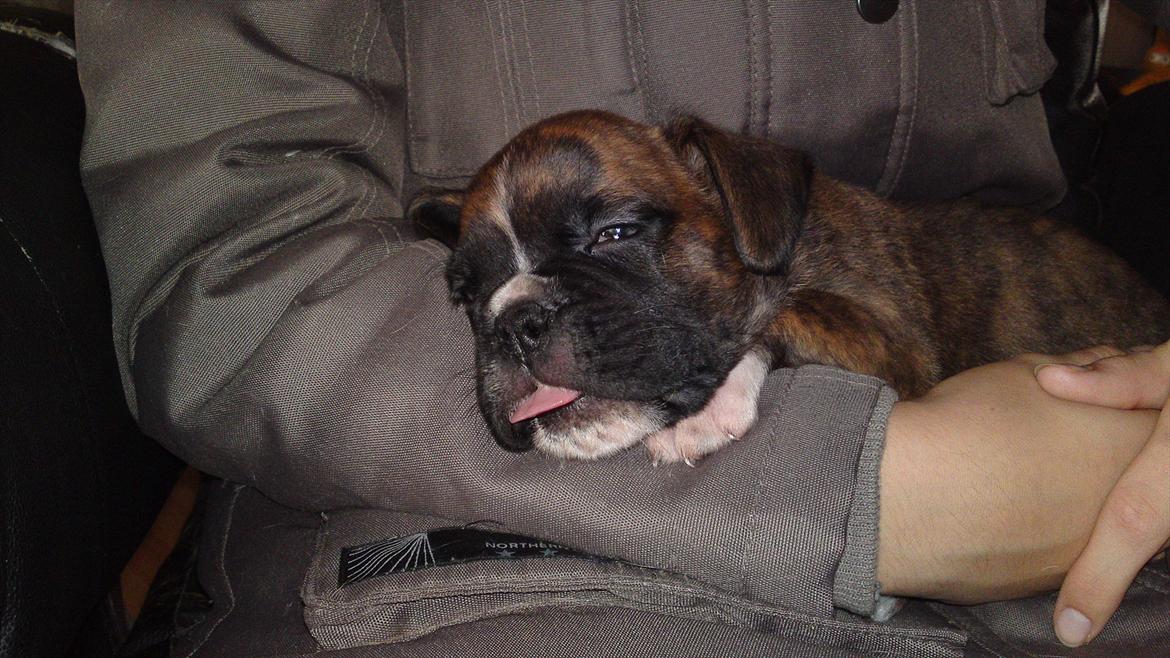 Boxer Diego billede 2