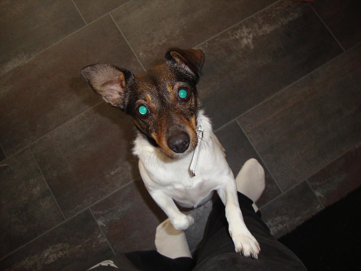 Dansk svensk gaardhund Bonnie - Se mig! :D billede 1