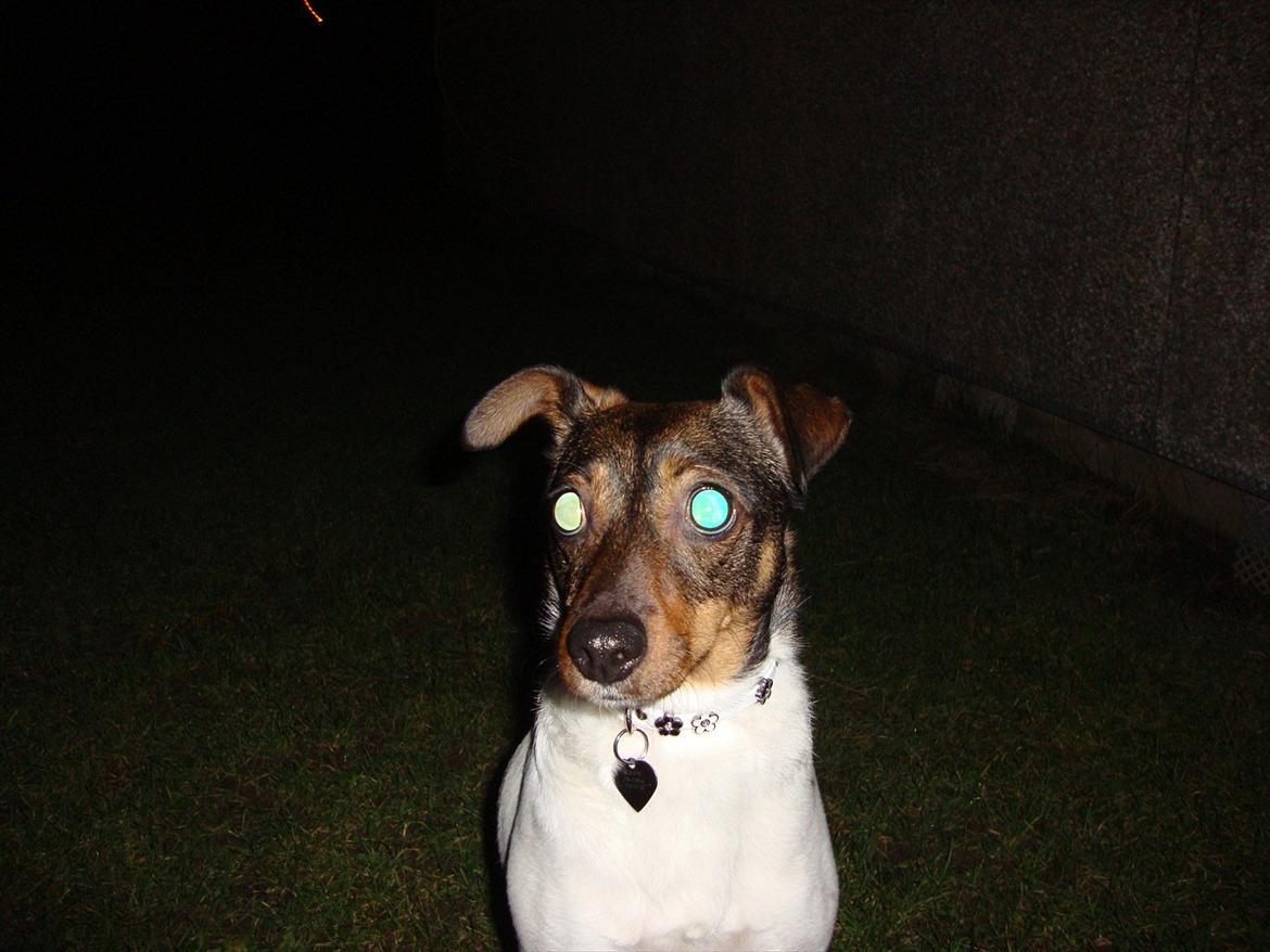 Dansk svensk gaardhund Bonnie billede 2