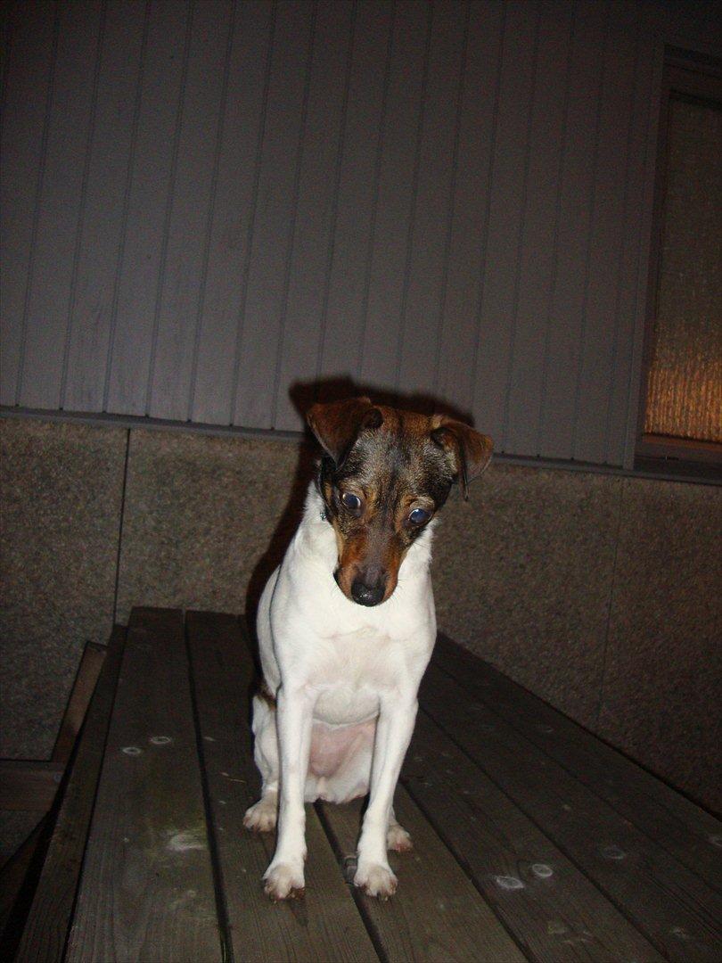 Dansk svensk gaardhund Bonnie billede 3