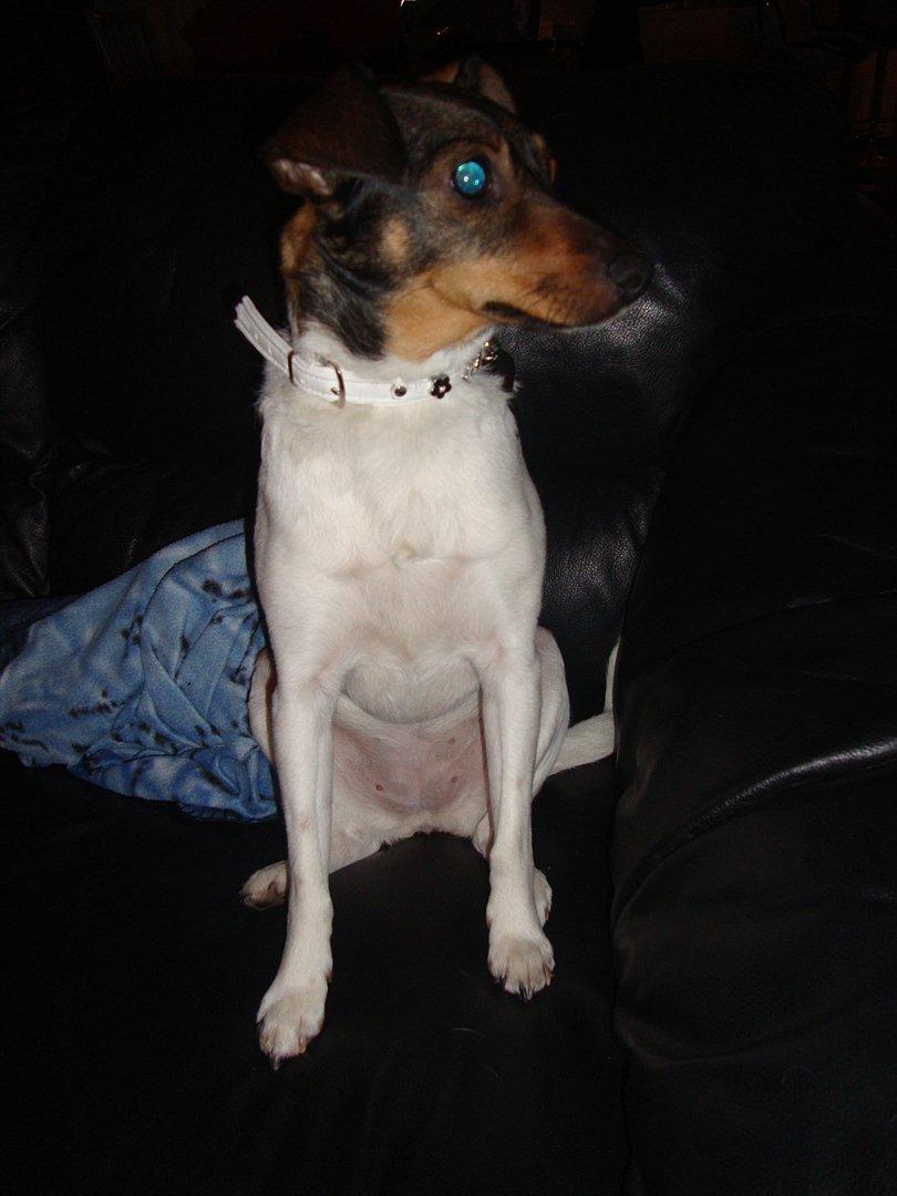 Dansk svensk gaardhund Bonnie billede 4