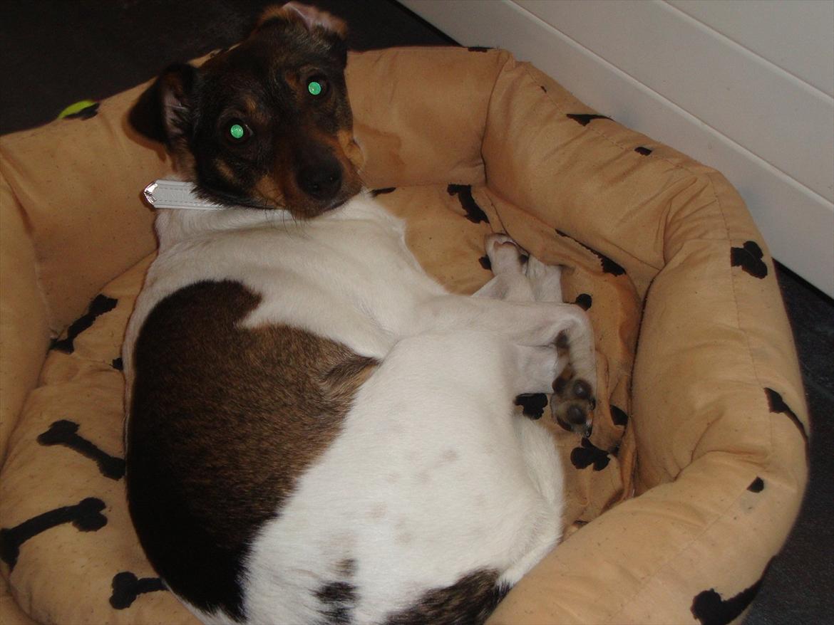 Dansk svensk gaardhund Bonnie billede 5