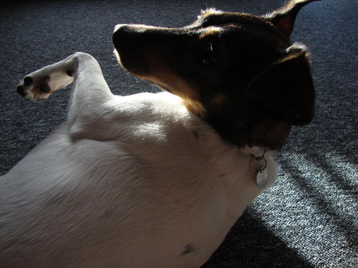 Dansk svensk gaardhund Bonnie billede 6