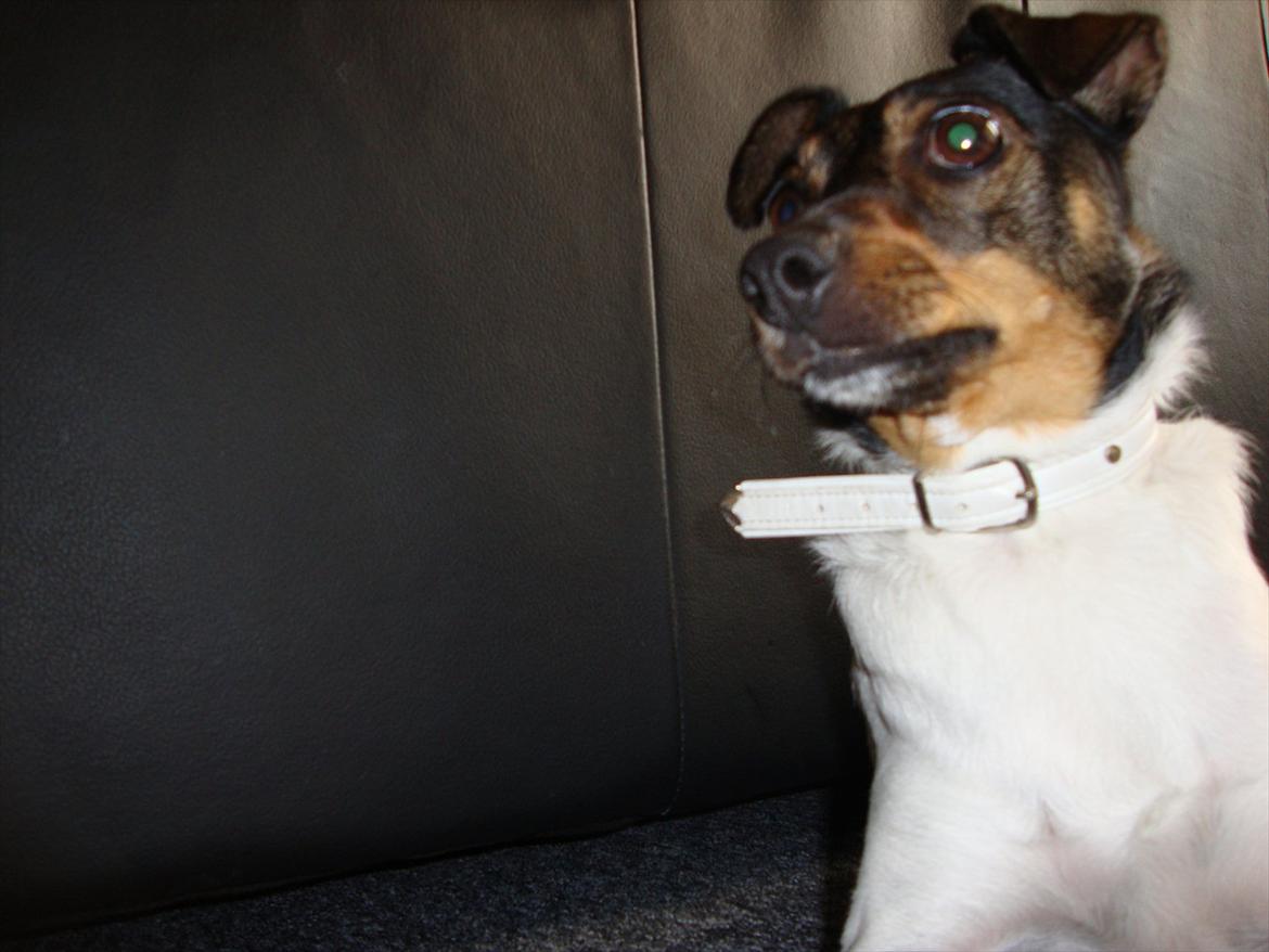 Dansk svensk gaardhund Bonnie billede 7