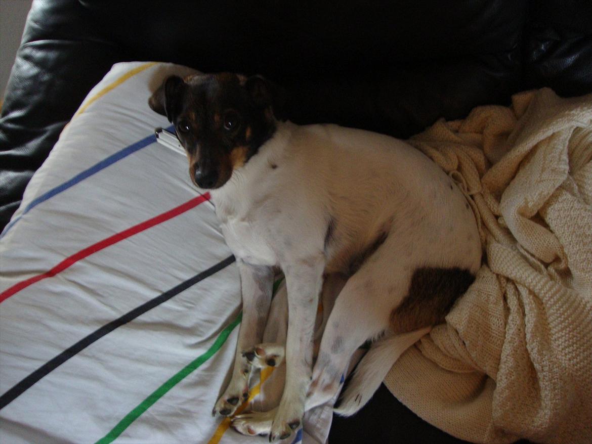 Dansk svensk gaardhund Bonnie billede 9