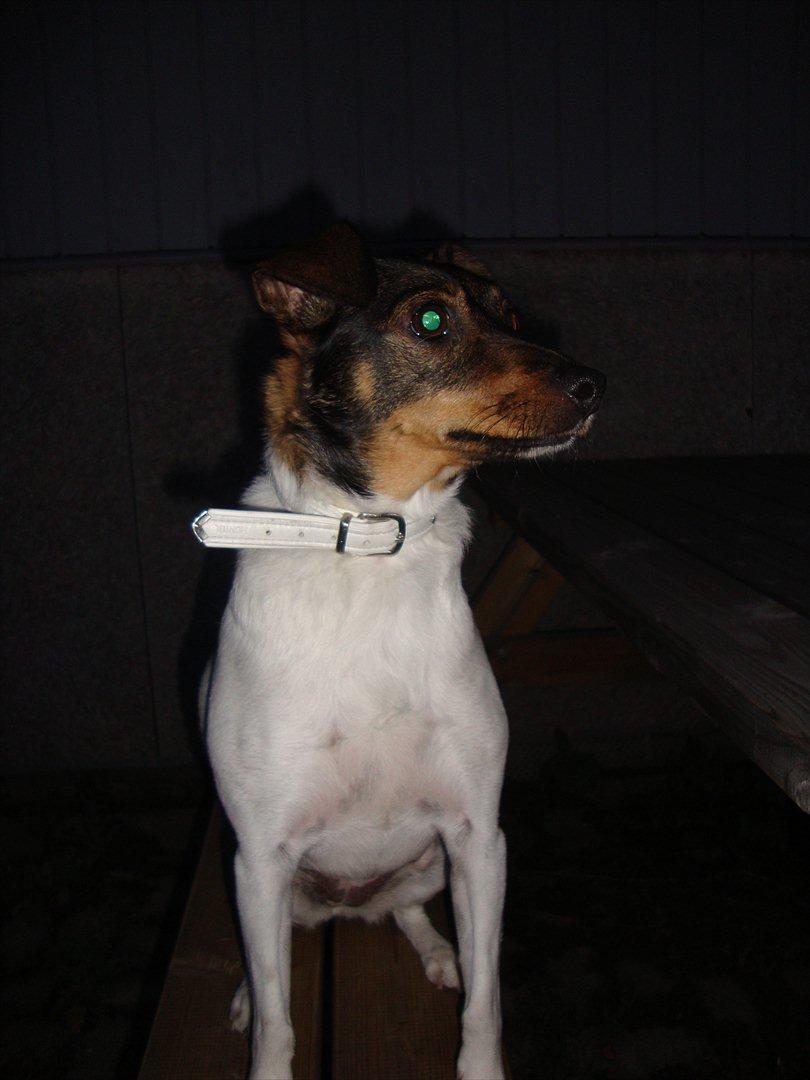 Dansk svensk gaardhund Bonnie billede 11