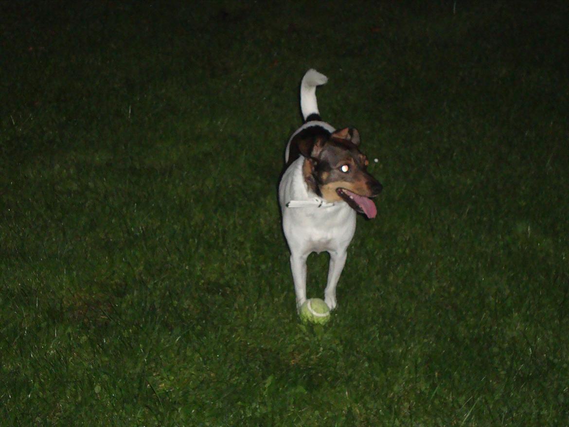 Dansk svensk gaardhund Bonnie billede 12