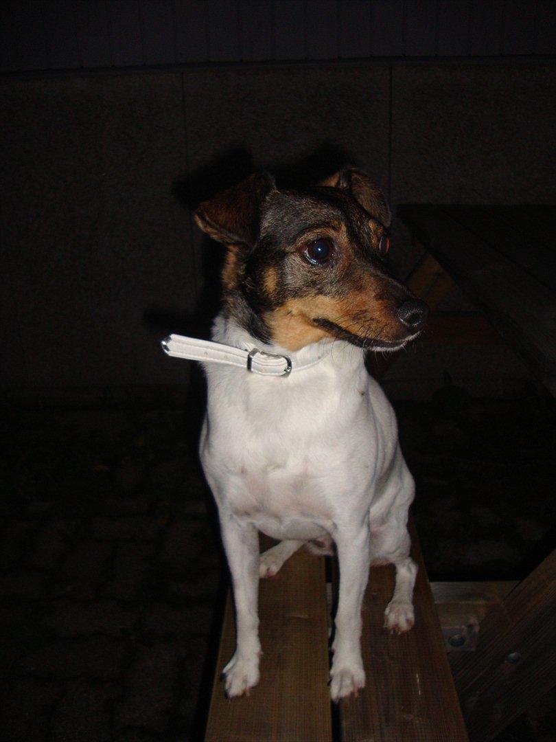 Dansk svensk gaardhund Bonnie billede 13