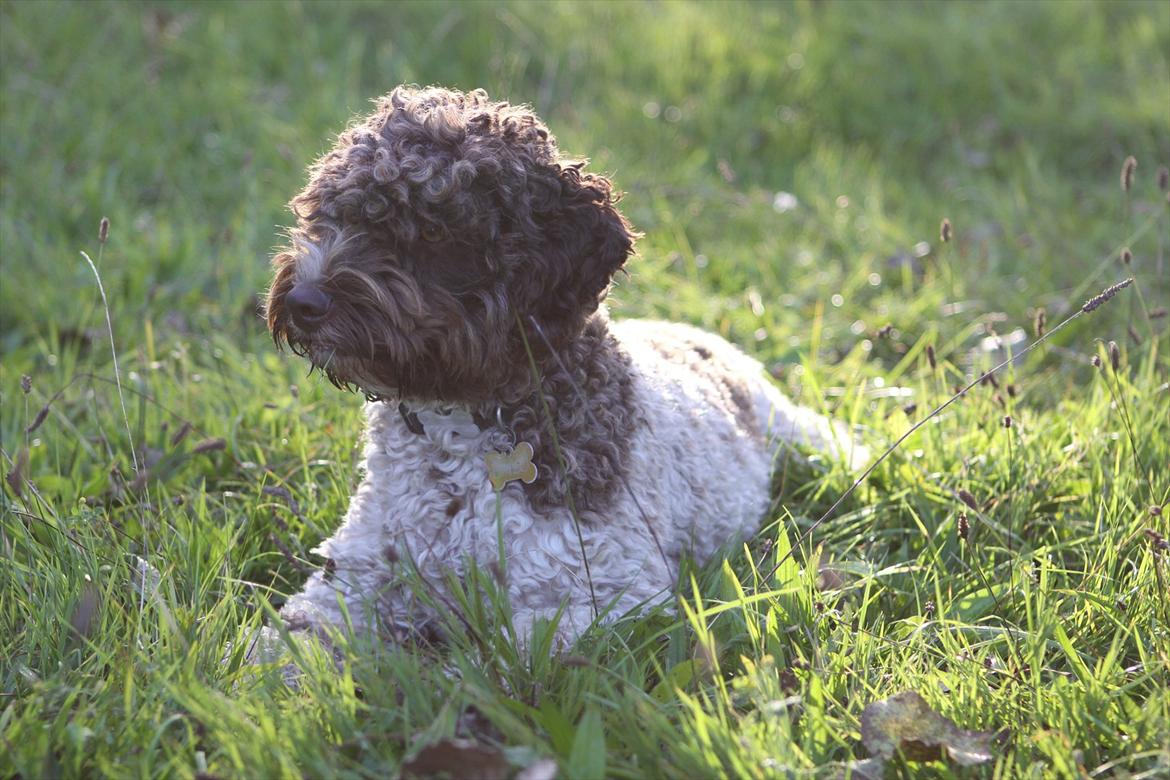 Lagotto romagnolo Balu - Smukkesen <3 billede 16