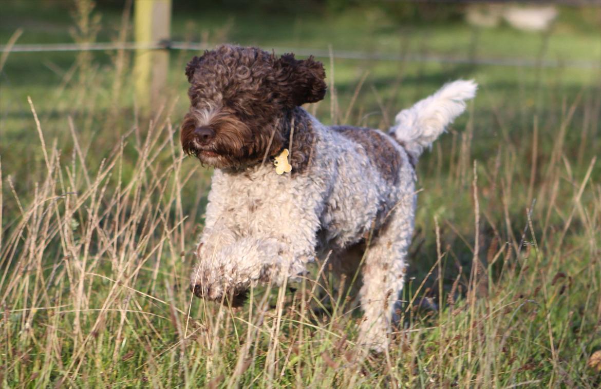 Lagotto romagnolo Balu - SKØNNE krøllebølle! <3 billede 10