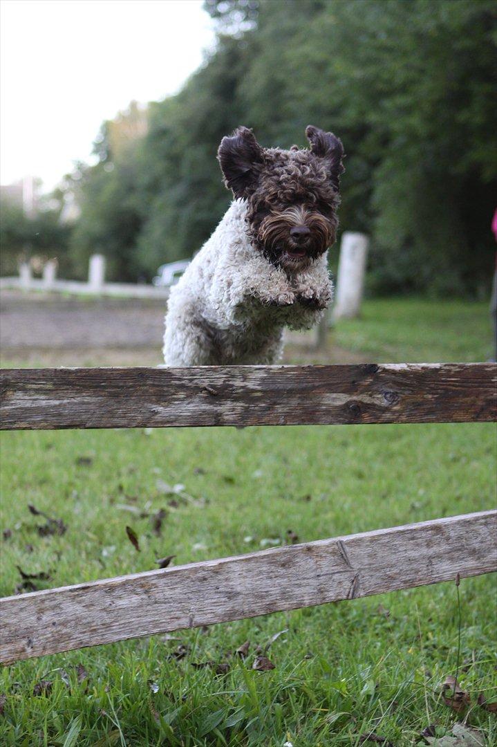 Lagotto romagnolo Balu - Balu springer stooooort! :-) <3 billede 2