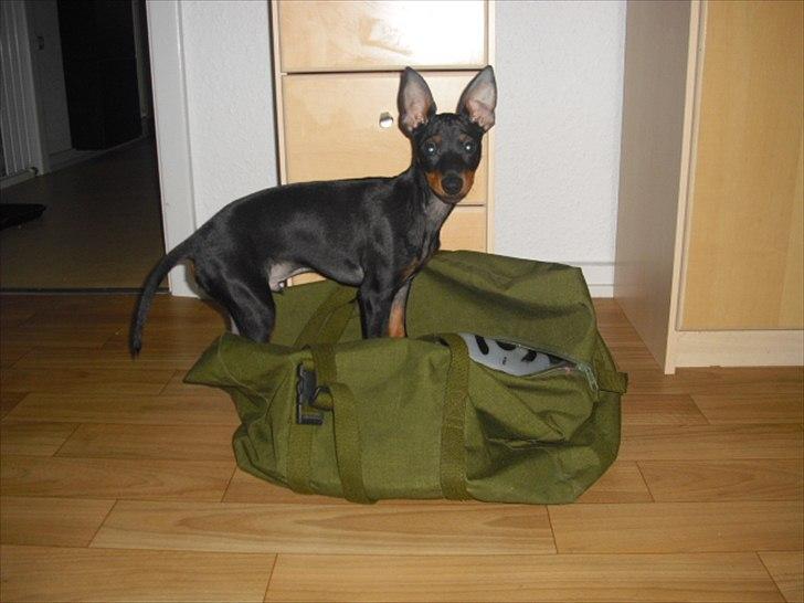 Engelsk toy terrier Alf billede 1