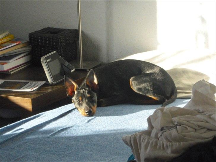 Engelsk toy terrier Alf billede 2