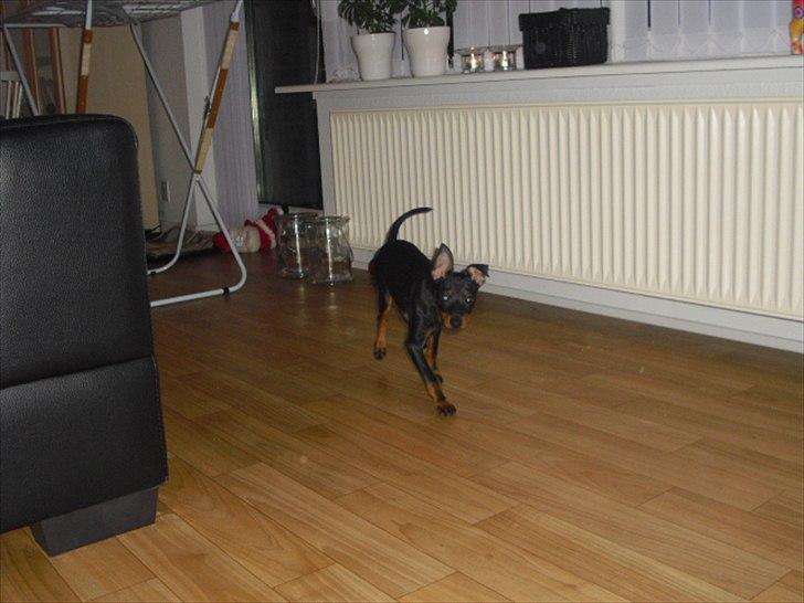 Engelsk toy terrier Alf billede 3