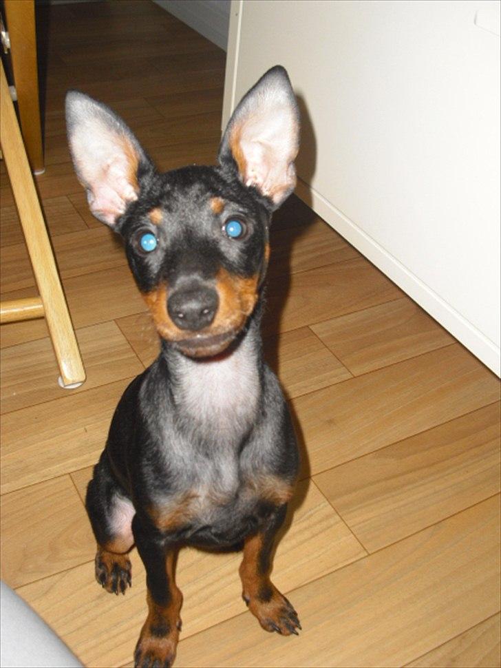 Engelsk toy terrier Alf billede 4