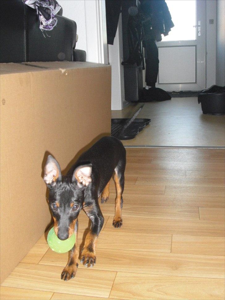 Engelsk toy terrier Alf billede 5