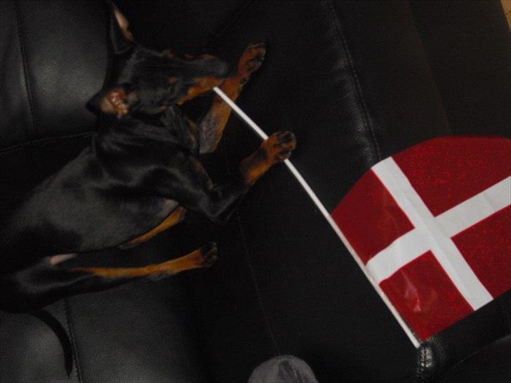 Engelsk toy terrier Alf billede 6