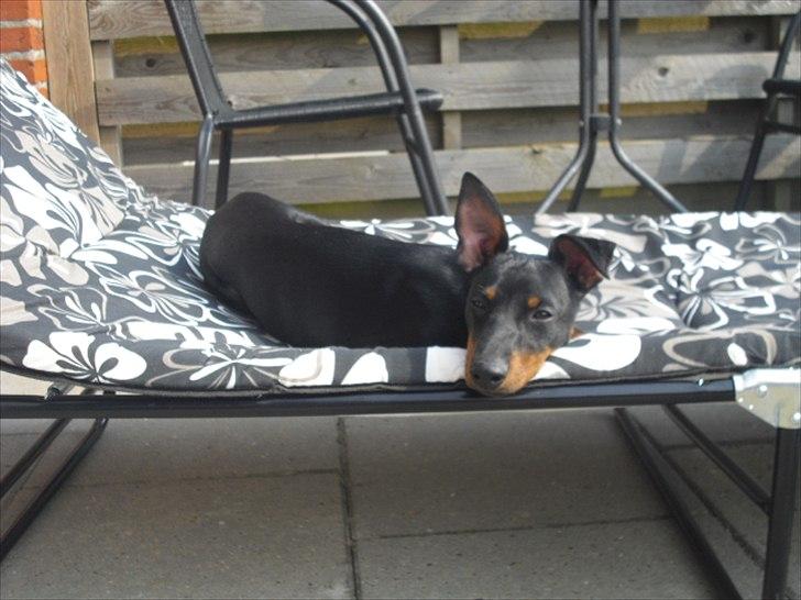 Engelsk toy terrier Alf billede 7