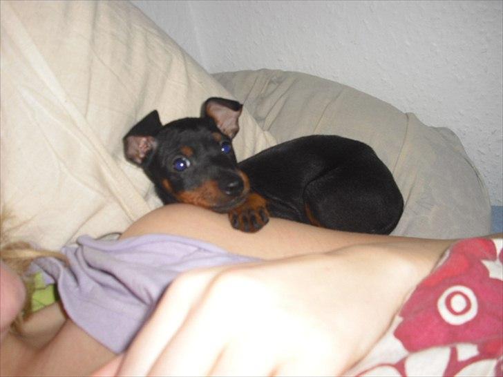 Engelsk toy terrier Alf billede 8