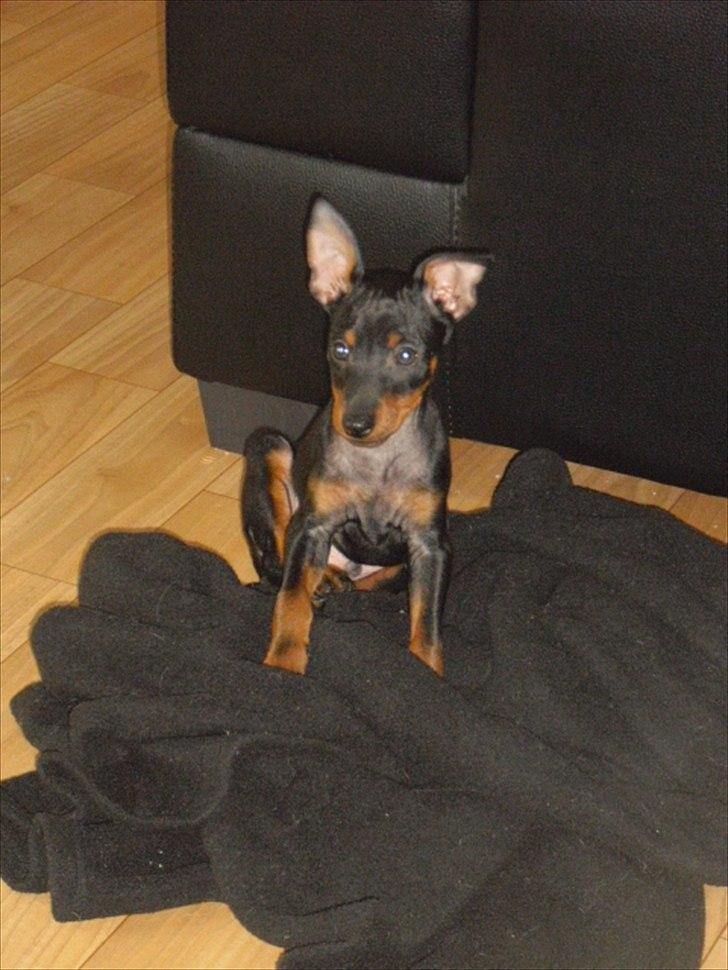 Engelsk toy terrier Alf billede 9