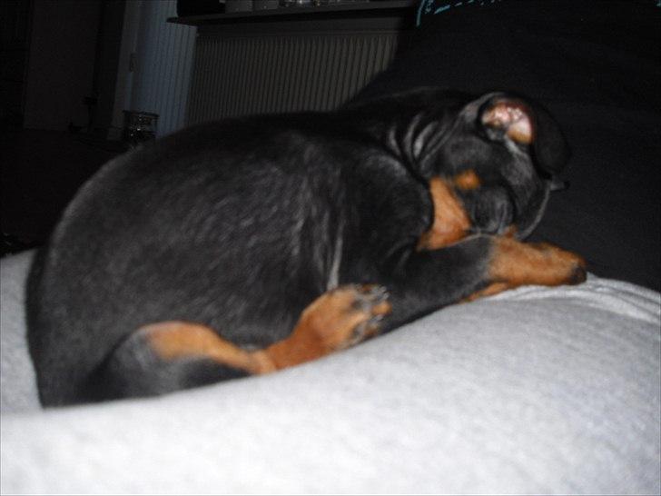 Engelsk toy terrier Alf billede 10