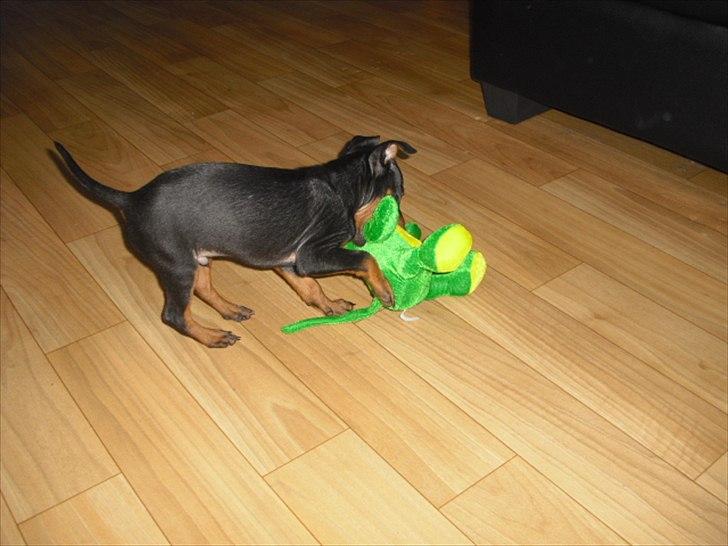 Engelsk toy terrier Alf billede 11