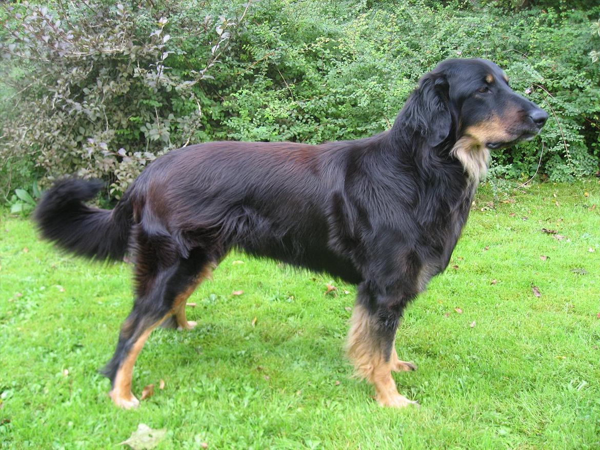 Hovawart Zenta billede 1