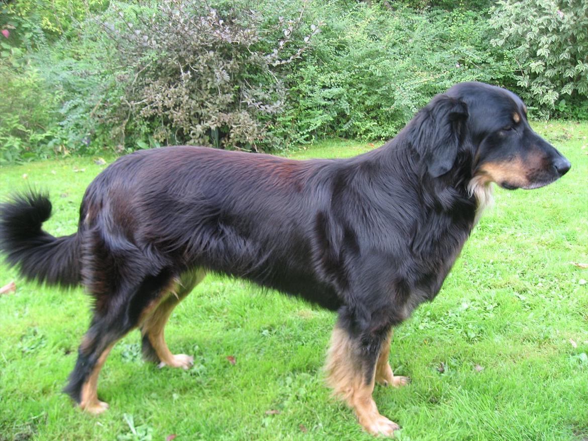 Hovawart Zenta billede 2