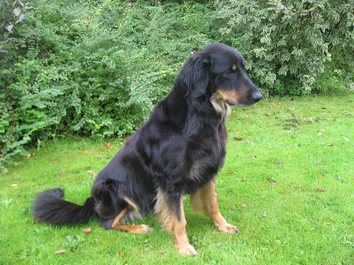 Hovawart Zenta billede 3