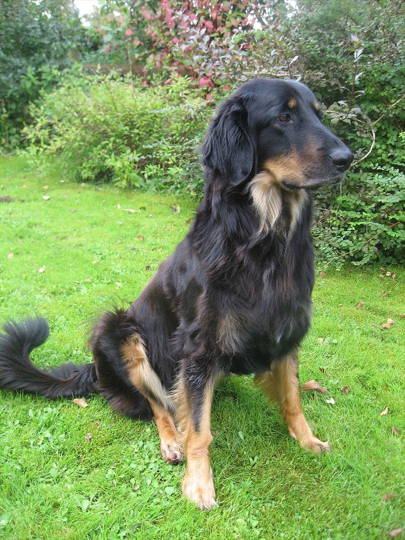 Hovawart Zenta billede 4