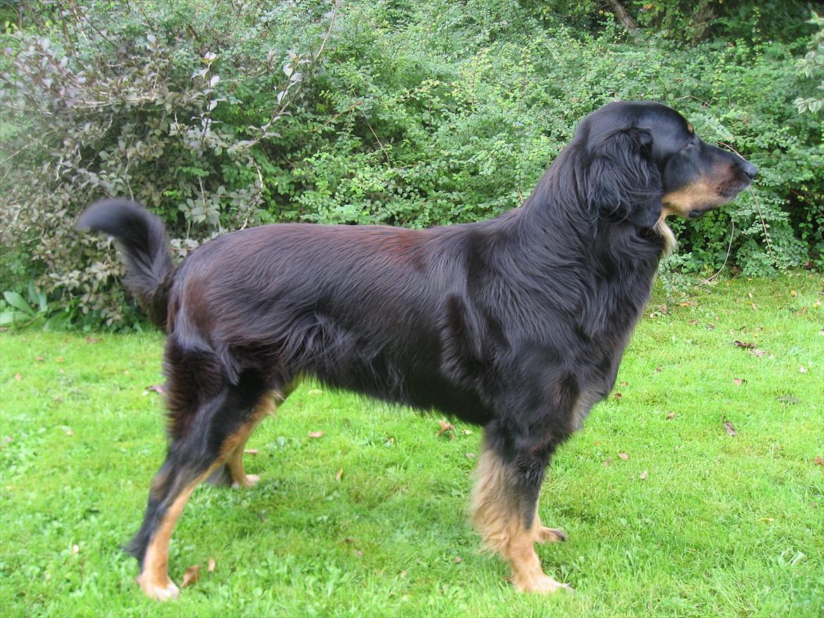 Hovawart Zenta billede 5