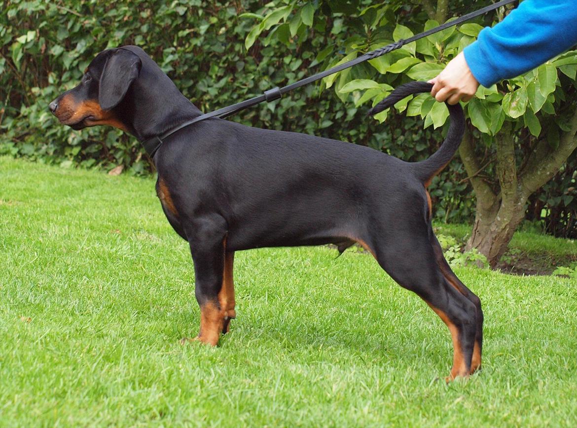 Dobermann Qui Terret Absinthe - 13 uger billede 15