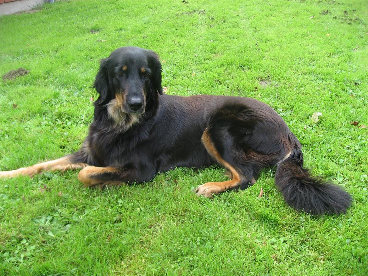 Hovawart Zenta billede 7