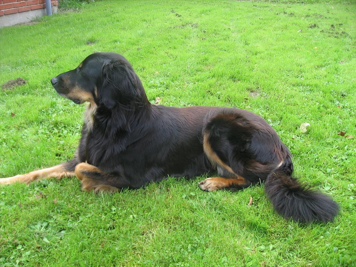 Hovawart Zenta billede 8